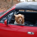 Car Wheel Window Driving Dog Vehicle 1248222 Pxhere.com Min 150x150